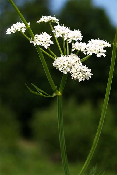 Oenanthe faux boucage